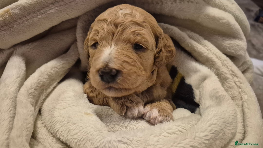 Australian Labradoodle dogs for sale: LAST ONE BOY - Australian Labradoodle Puppies  - Advert 11