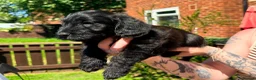 Mixed Breed dogs for sale: Corgipoo x Cockerpoo F2b - Advert 37