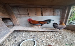 Chickens poultry for sale: Welsummer bantams for sale £40 for the pair  - Image 6