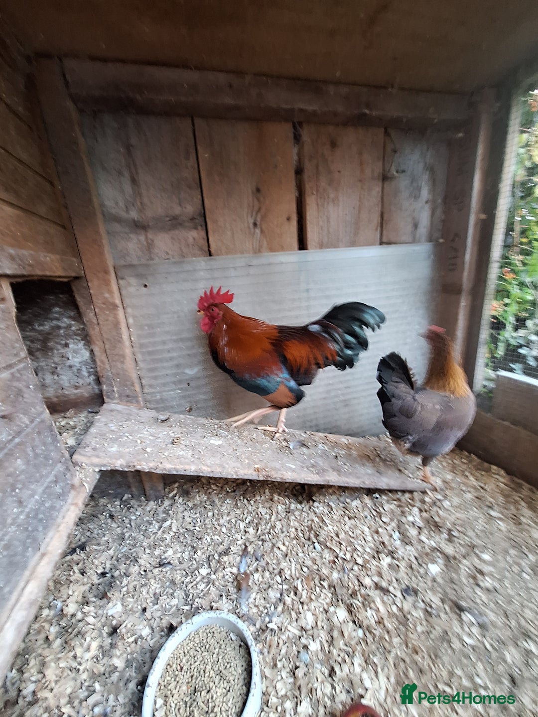 Chickens poultry for sale: Welsummer bantams for sale £40 for the pair  - Image 6