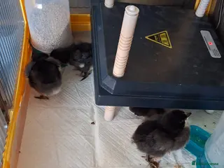 Chickens poultry Chicks for sale - Advert 5