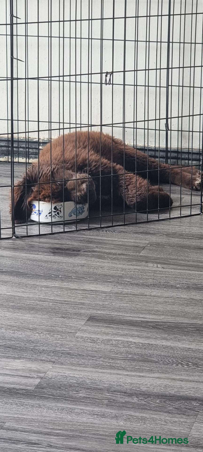 Newfoundland dogs for sale: Newfoundland pups for sale - Advert 1