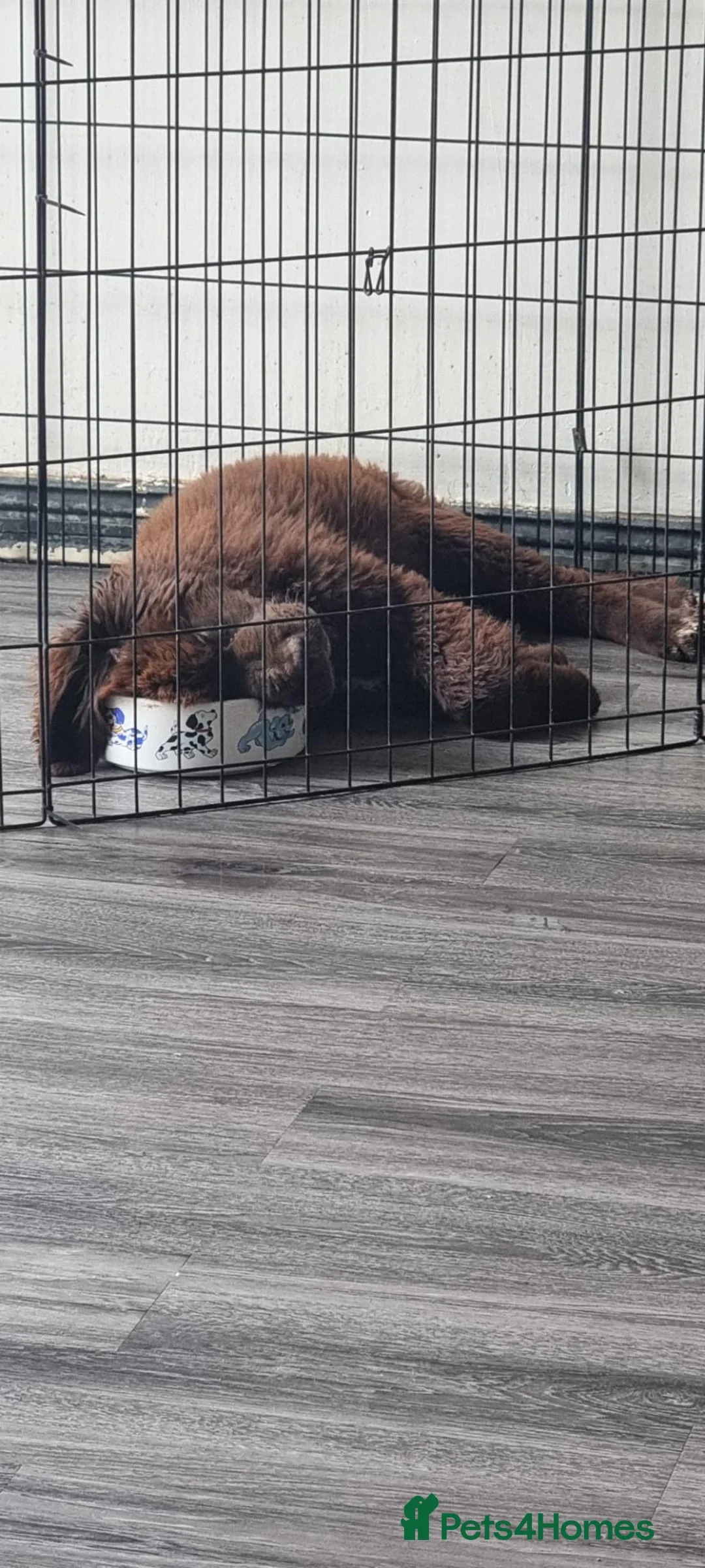 Newfoundland dogs for sale: Newfoundland pups for sale - Advert 1