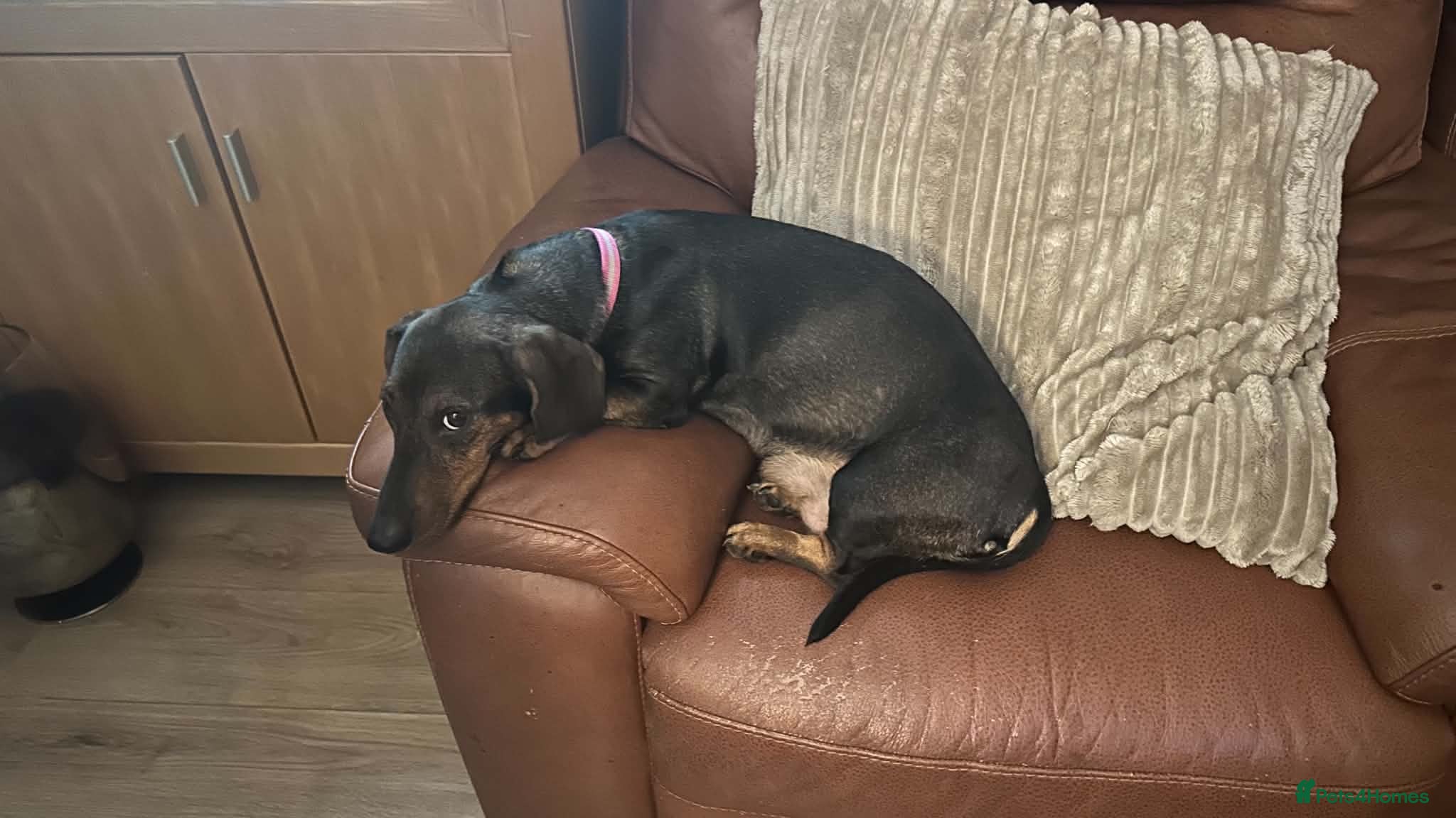 Dachshund dogs Dachshund puppies for sale  - Advert 1