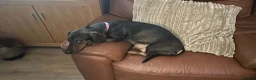 Dachshund dogs for sale: Dachshund puppies for sale  - Advert 1