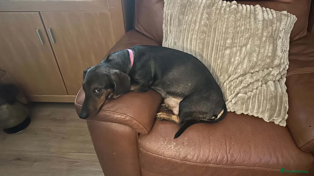 Dachshund dogs for sale: Dachshund puppies for sale  - Advert 1