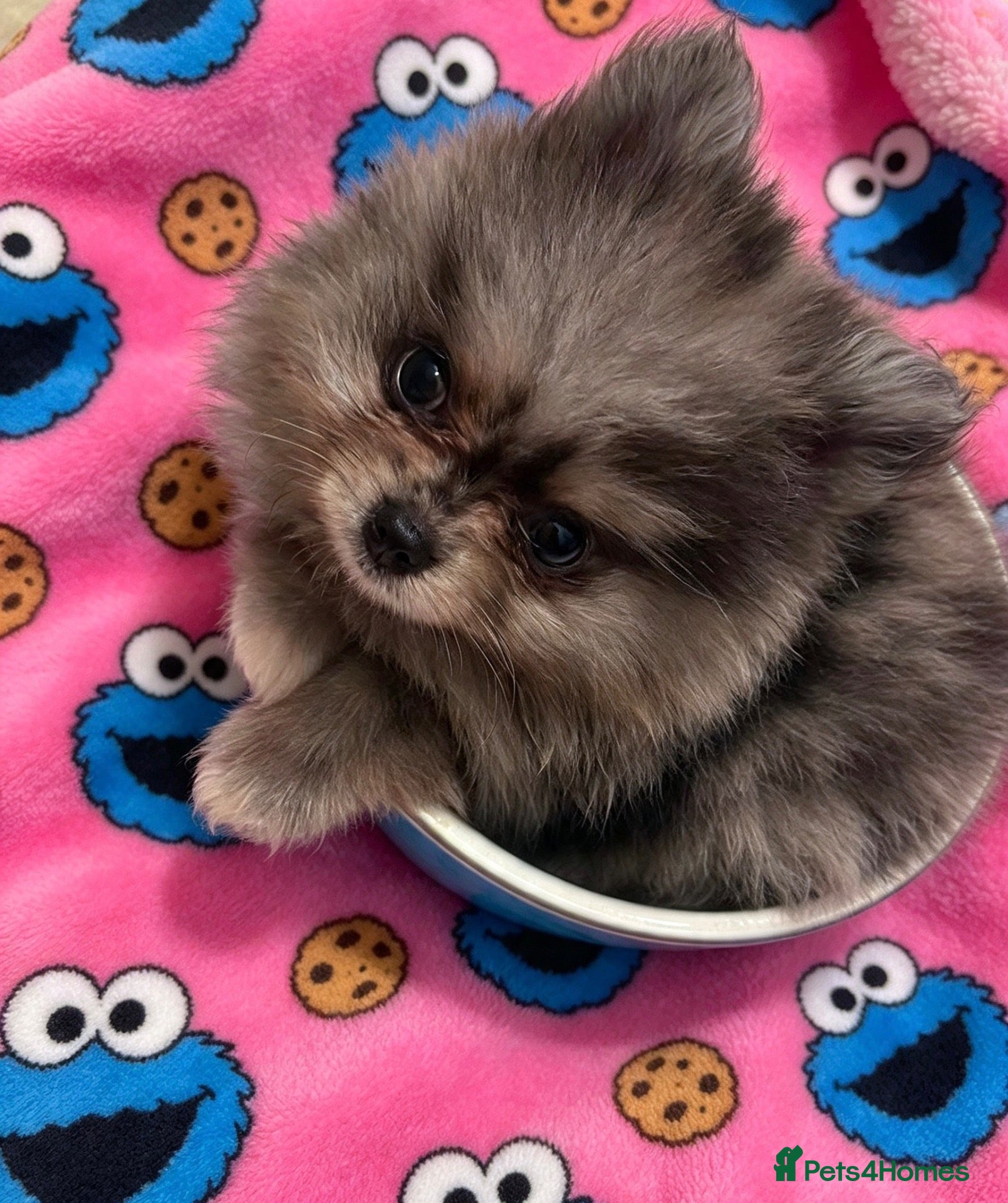 Pomeranian dogs ✨Four Mini Little Gems 💎🐾🐶✨💜🧡🩶🤎 - Advert 1