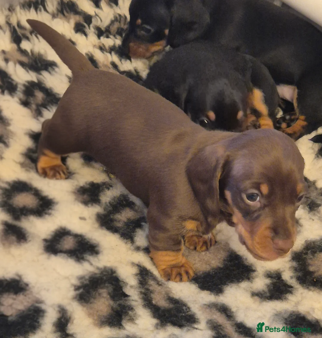 Miniature Dachshund dogs for sale: Adorable KC Pedigree Miniature Dachshund Puppies - Advert 30