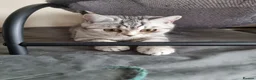 British Shorthair cats for sale: Last 2 Female Tabby BSH Friendly Vac GCCF Pedigree - Advert 12