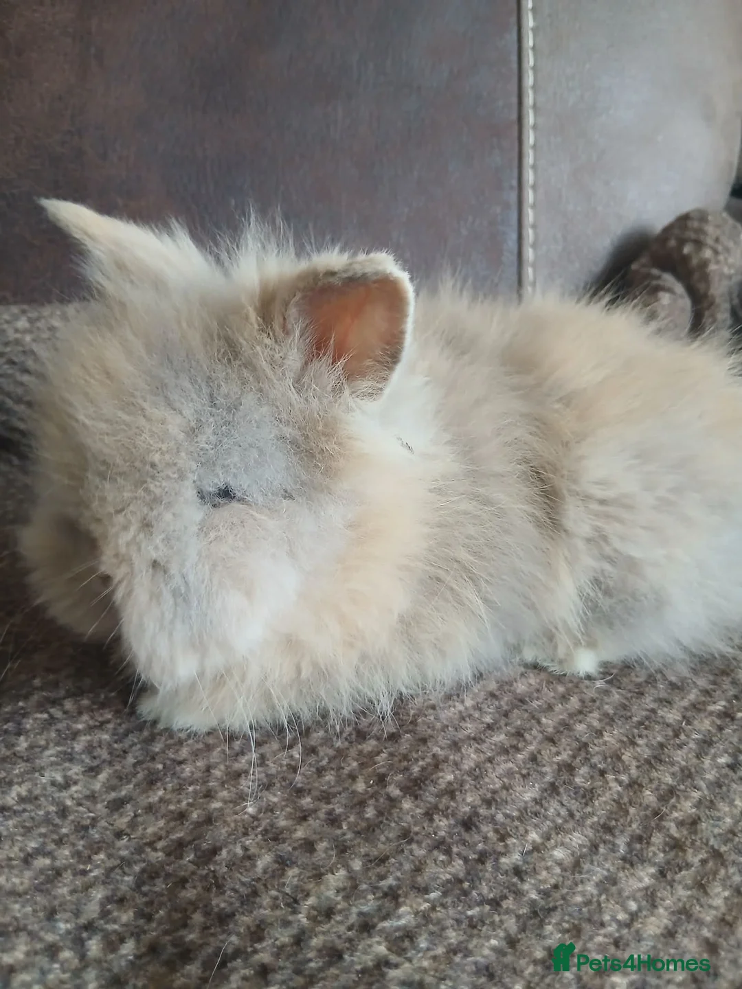 Lionhead rabbits for sale: Pure bred lionhead rabbits  in Merthyr Tydfil - Advert 2