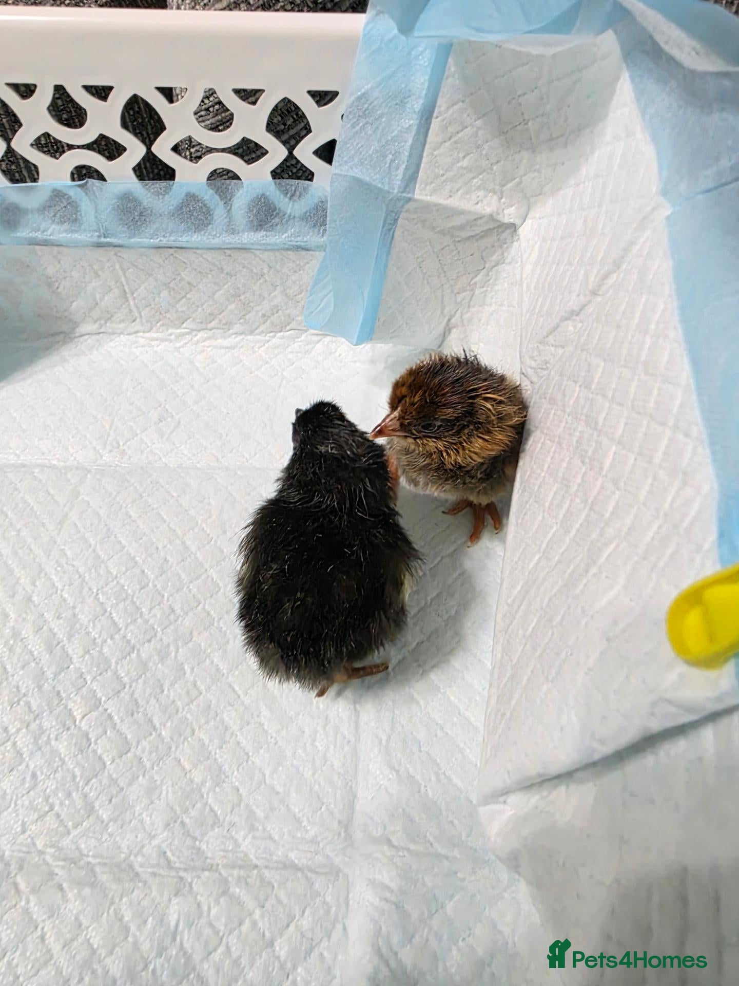 Chickens poultry Mixed breed chicks - Advert 1