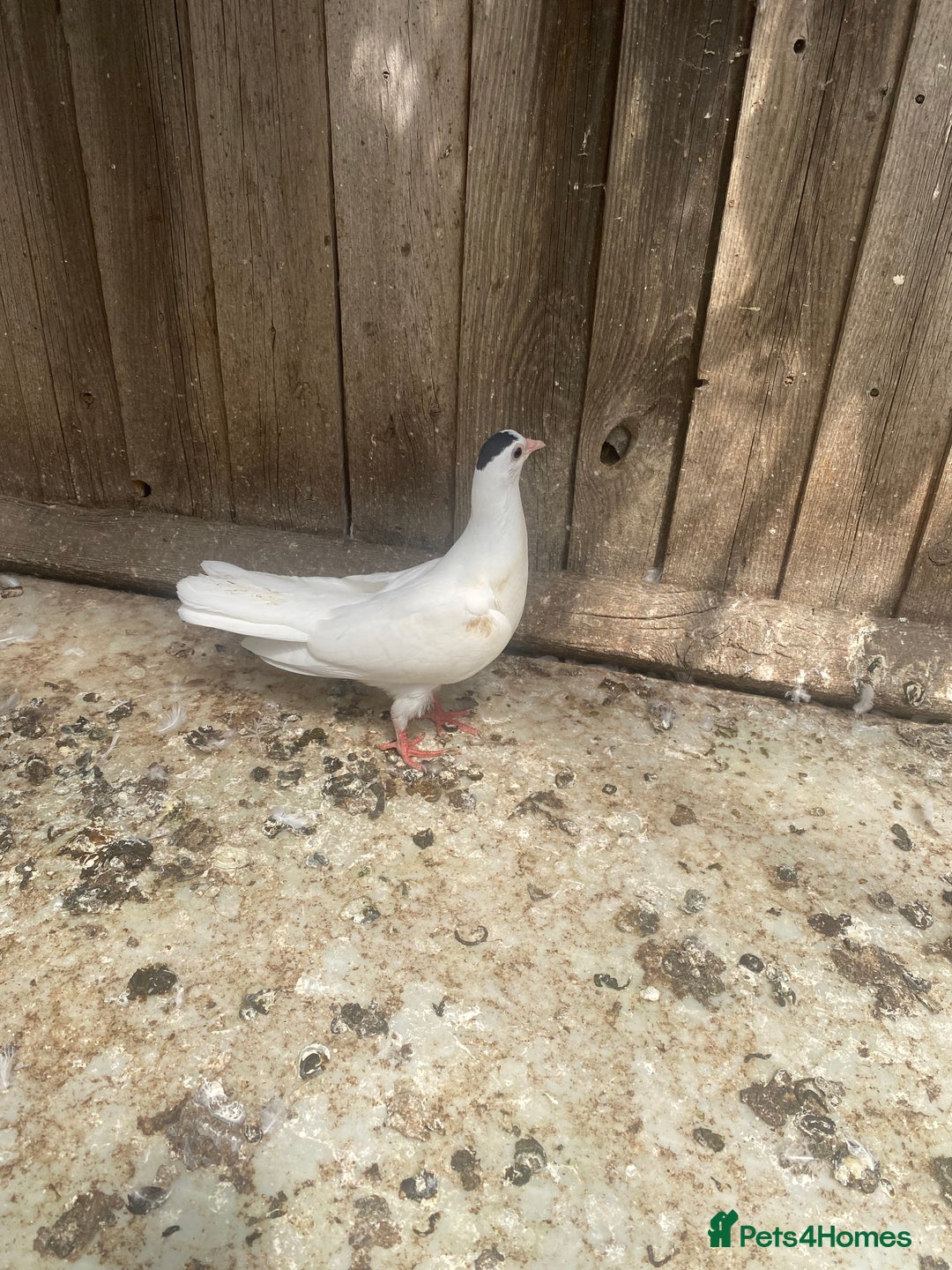 Chickens poultry for sale: Beautiful cock, Pigeon,Quail,H-egg,priceseparate  in Barking - Image 16