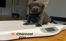 Labrador Retriever dogs for sale: Stunning litter of Silver & Charcoal Lab pups  - Image 14