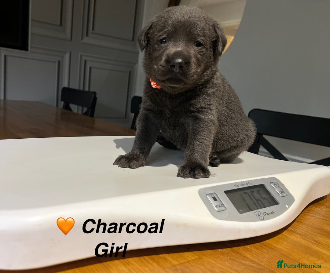 Labrador Retriever dogs for sale: Stunning litter of Silver & Charcoal Lab pups  - Image 14
