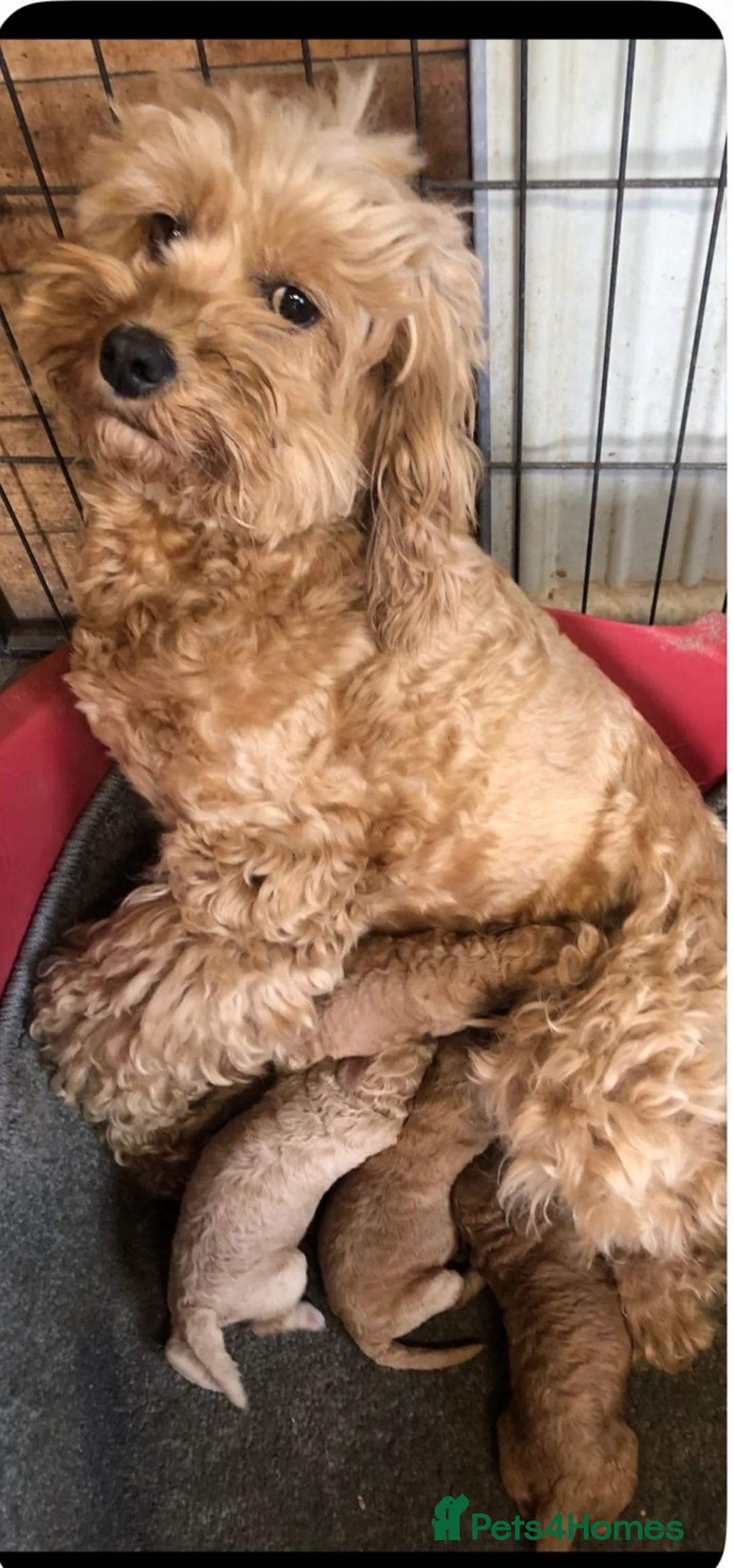 Cockapoo dogs for sale: cockapoo puppies - Advert 2