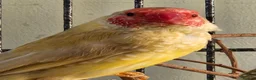 Finches birds for sale: 2 male star finches and 1 male cutthroat  - Advert 2