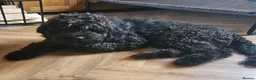Mixed Breed dogs for adoption: ARTIE  - Advert 4
