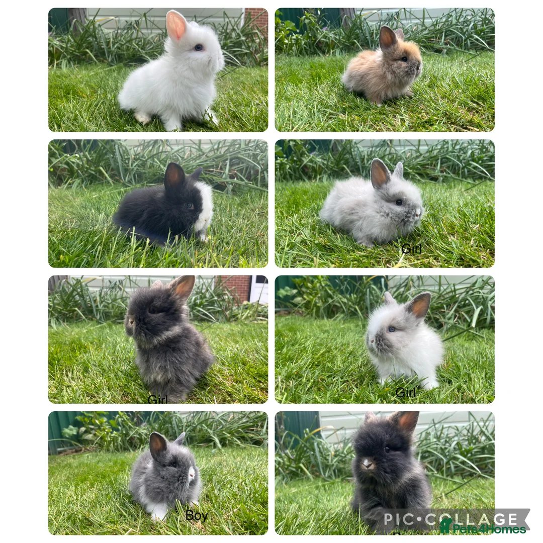 Lionhead rabbits for sale: Beautiful mini double maned lionheads  - Advert 1
