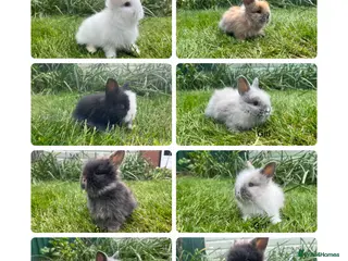 Lionhead rabbits for sale: Beautiful mini double maned lionheads - Advert 1