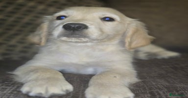 Golden Retriever dogs - Advert 12