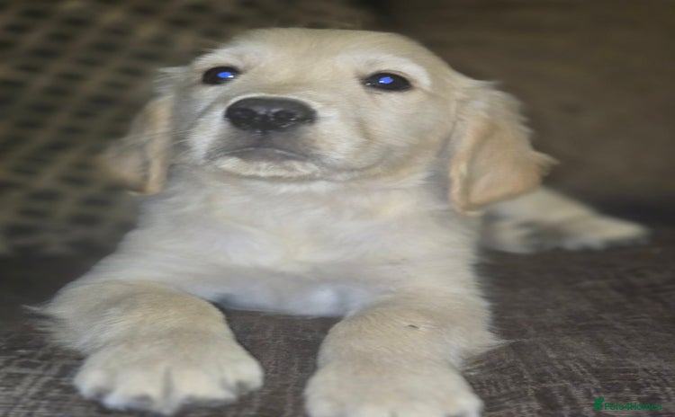 Golden Retriever dogs - Advert 13