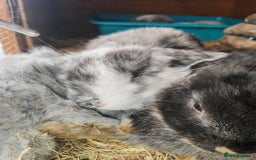 Mini Lop rabbits for sale: British lop babies  - Image 7