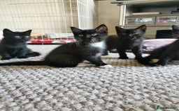 British Shorthair cats for sale: Beautiful male British short hair cross kittens  - Image 1