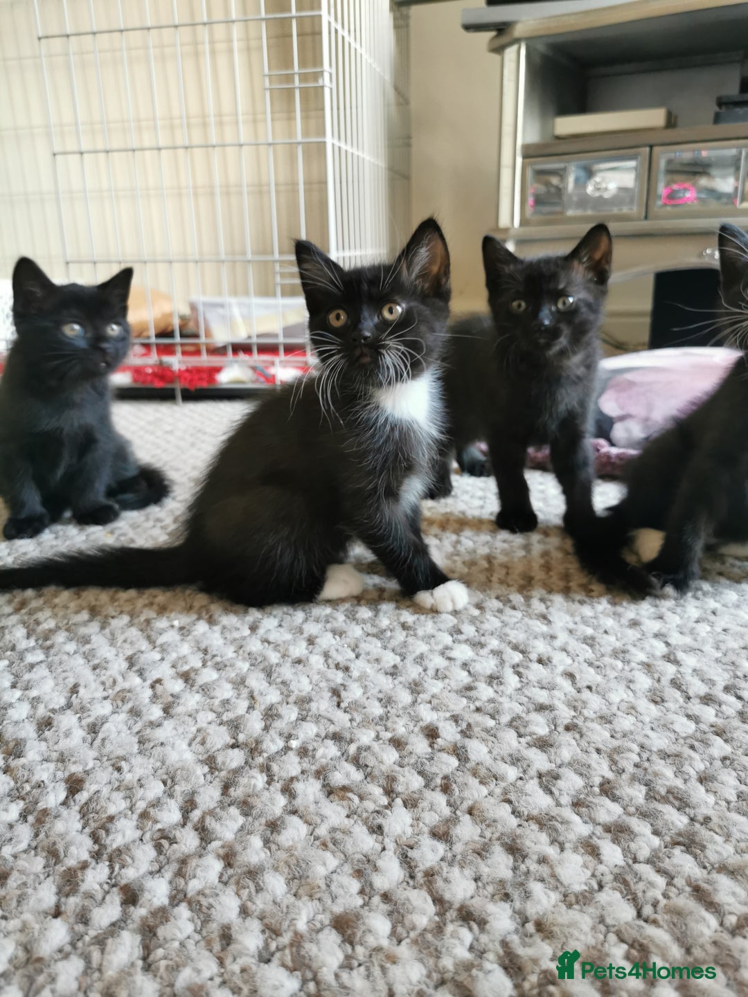 British Shorthair cats for sale: Beautiful male British short hair cross kittens  - Image 1