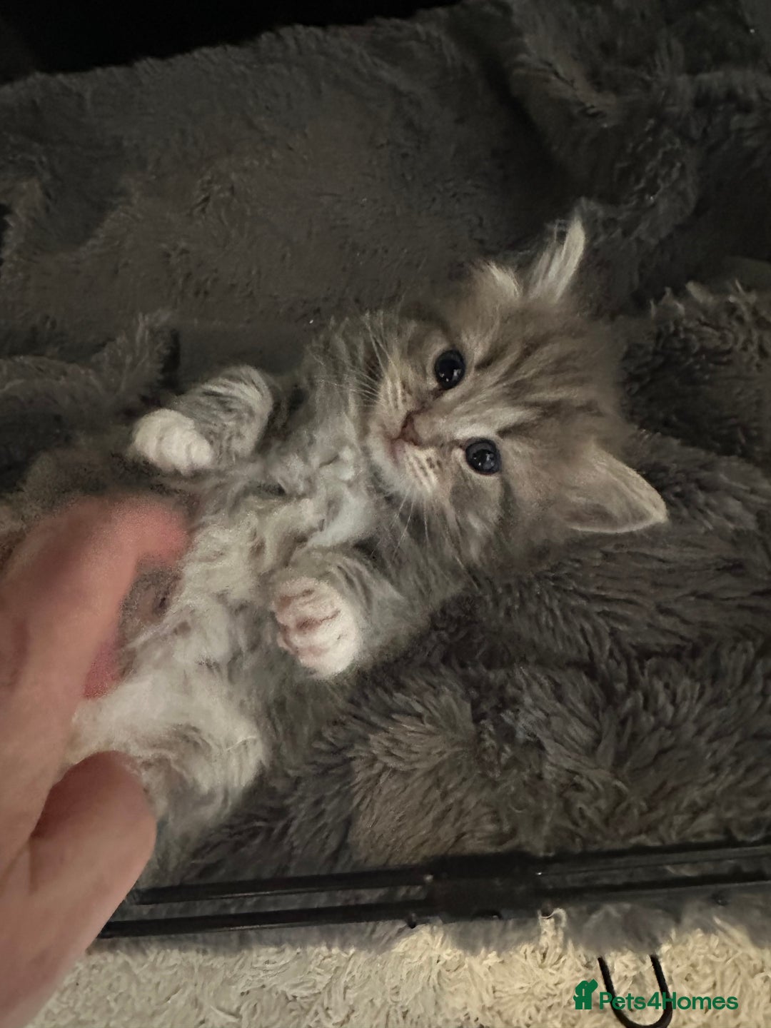 Maine Coon cats for sale: Female mainecoon x British blue kittens  - Advert 4