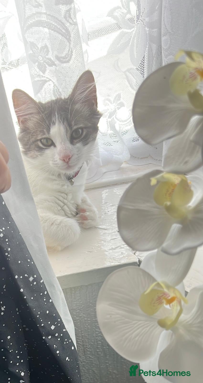 Mixed Breed cats Gorgeous Half Ragdoll 4-Month-Old Female Kitten🐾 - Advert 3