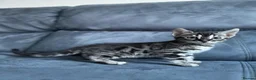 Bengal cats for sale: Bengal Kitten For Sale (Ready to go - Last One) - Advert 31