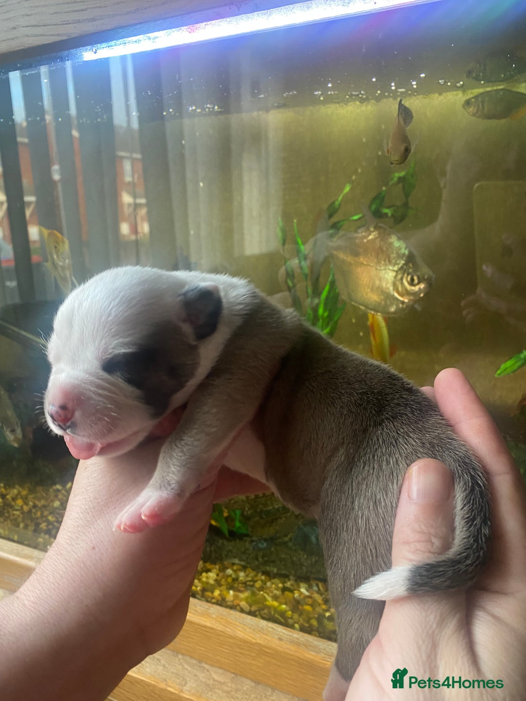 Staffordshire Bull Terrier dogs for sale: Beautiful litter of 10  - Advert 10