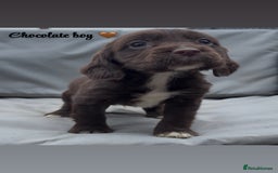 Cocker Spaniel dogs for sale: Cocker spaniel puppies for sale - Image 3