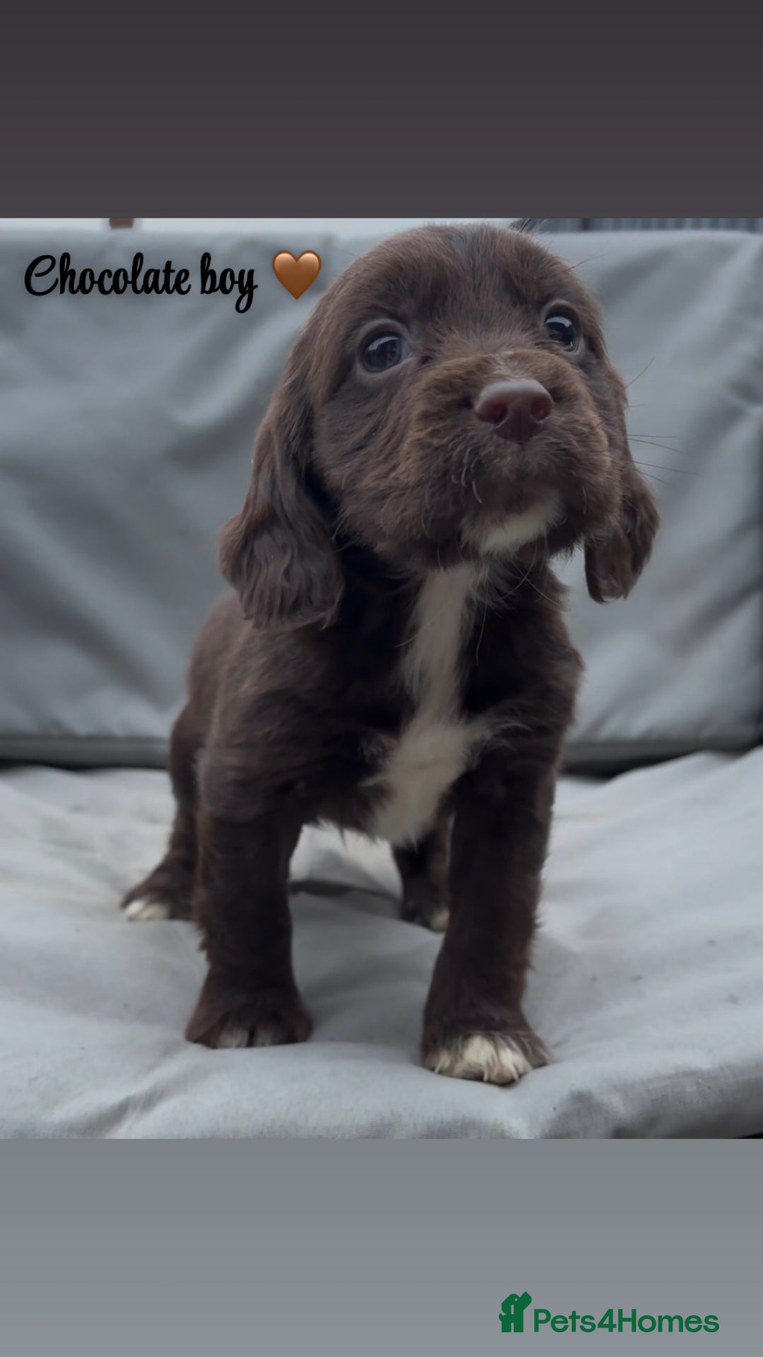Cocker Spaniel dogs for sale: Cocker spaniel puppies for sale - Image 3