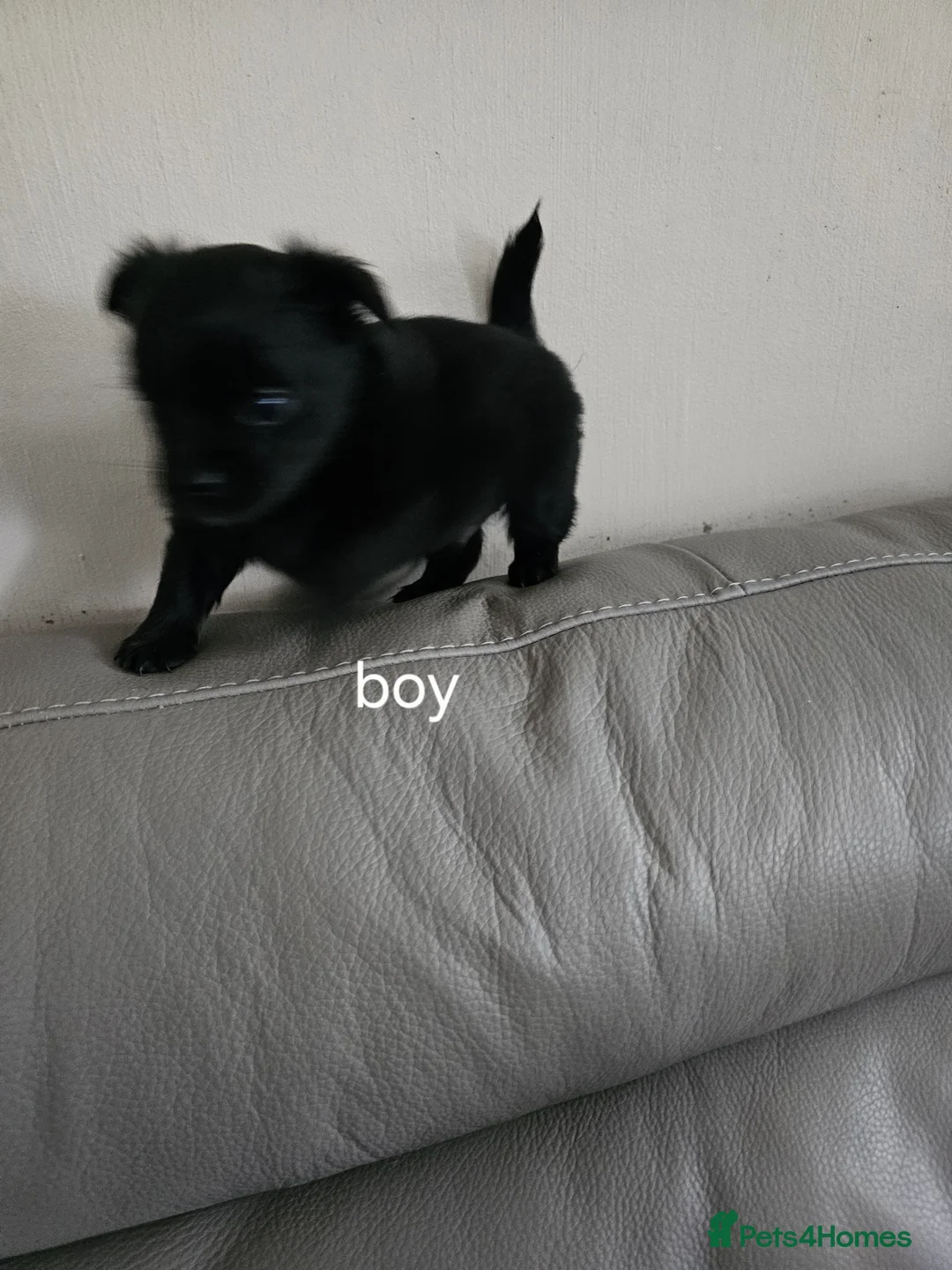 Chihuahua dogs for sale: Tiny chihuahuas  - Advert 2