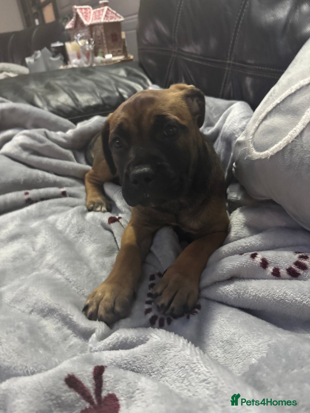 Mixed Breed dogs for sale: American Staff x Bullmastiff Pups  - Advert 21