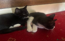 British Shorthair cats for sale: Kittens British Short hair - Image 4