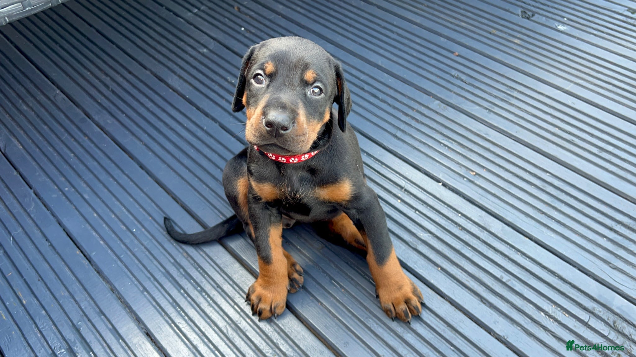Dobermann dogs Last 2 beautiful girl doberman for sale  - Advert 1