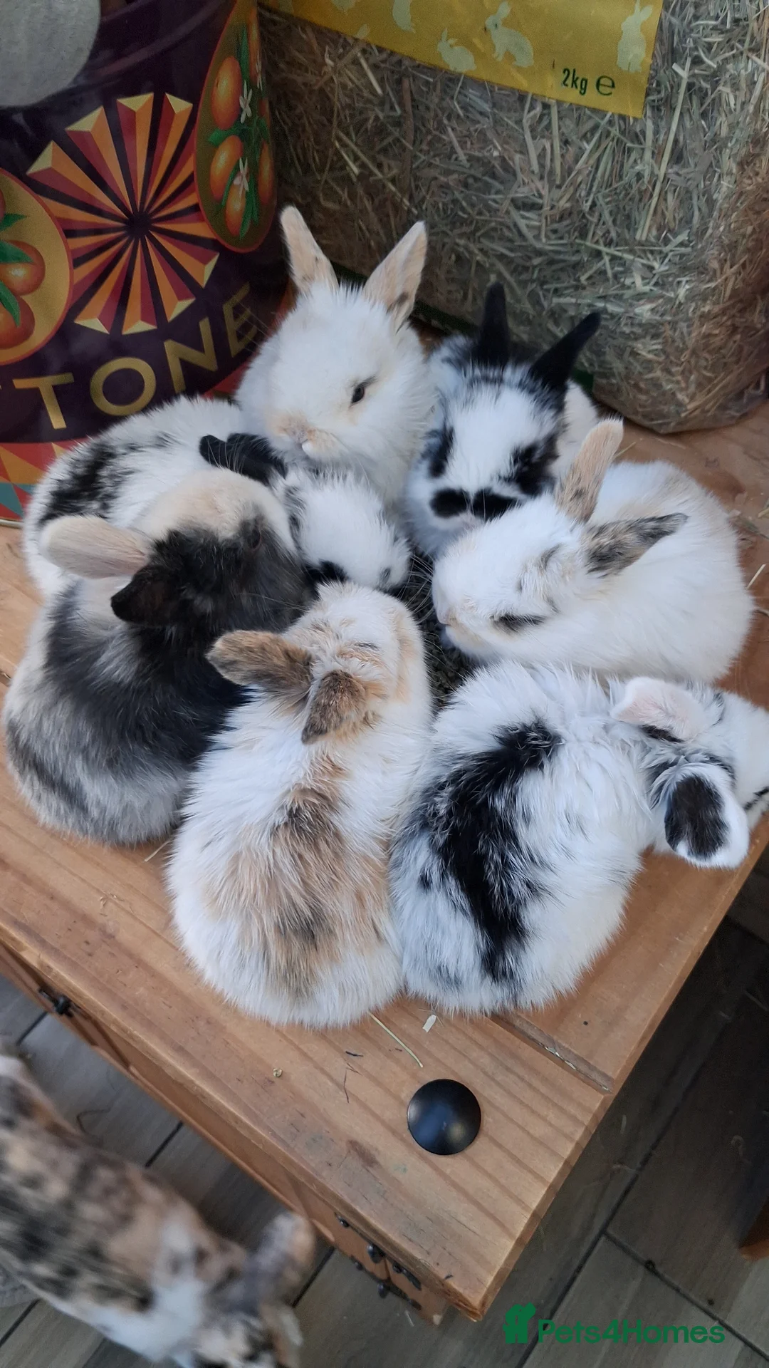 Mini Lop rabbits for sale: Mino Loops for sale in Norwich - Advert 1