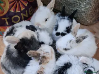 Mini Lop rabbits Mino Loops for sale - Advert 2