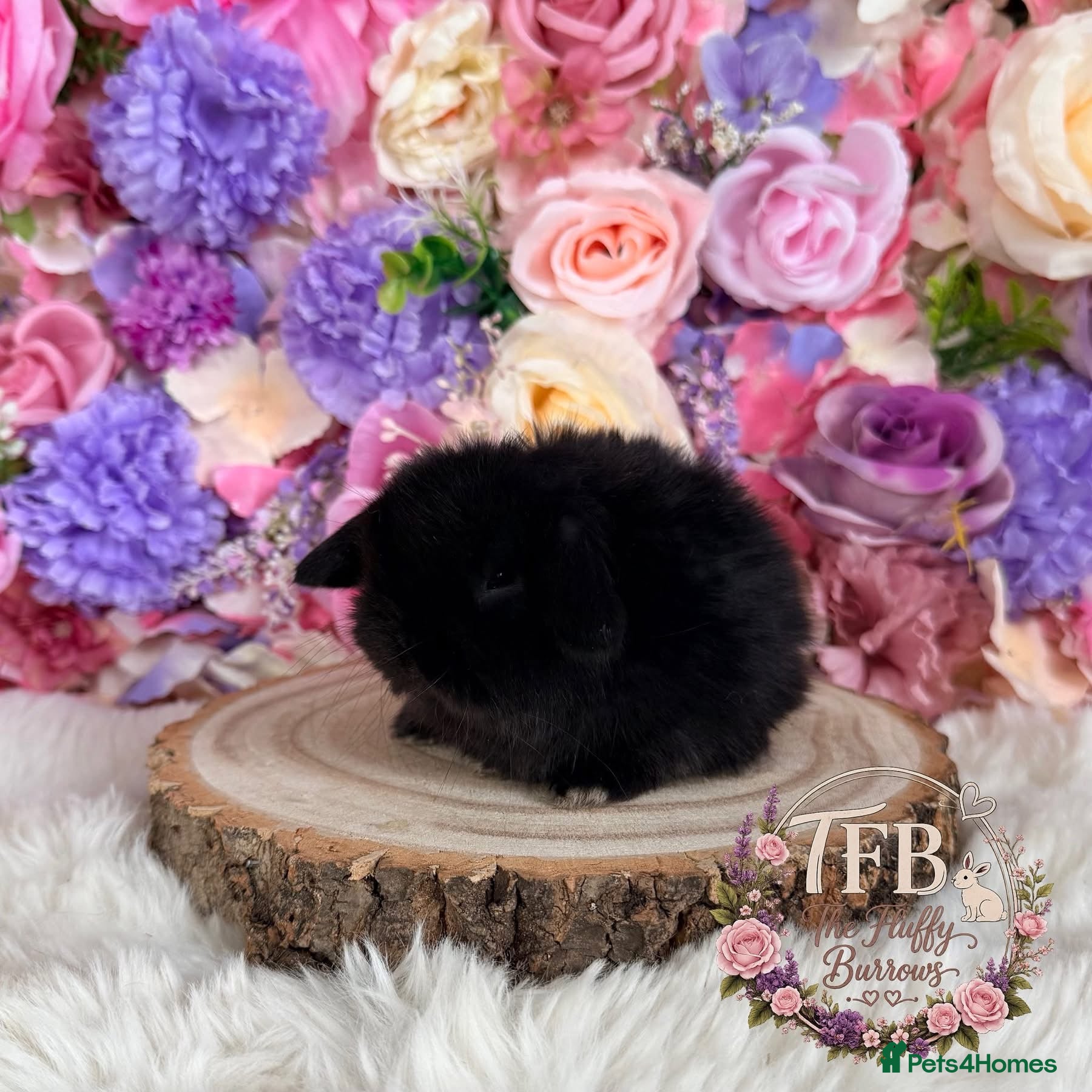 Mini Lop rabbits 🌸 Vaccinated Friendly Mini Lops 🌸 xxx - Advert 19