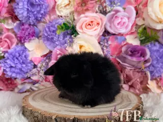 Mini Lop rabbits 🌸 Vaccinated Friendly Mini Lops 🌸 xxx - Advert 16