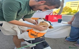 Staffordshire Bull Terrier dogs for adoption: Daizy- dog, child, stranger friendly! - Advert 2