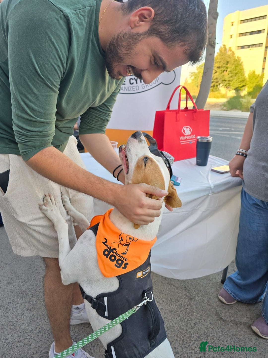 Staffordshire Bull Terrier dogs for adoption: Daizy- dog, child, stranger friendly! - Advert 2