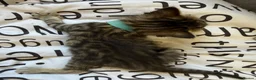 Bengal cats for sale: 🐾 Beautiful Bengal x Maine Coon Kittens 🐾 - Advert 24