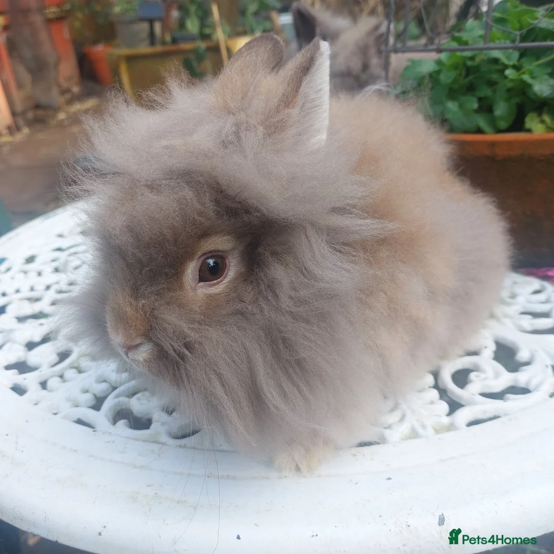 Lionhead rabbits for sale: PUREBRED DOUBLE LION HEAD BABIES  - Advert 7