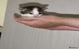 Mixed Breed cats for sale: Gorgeous kittens for sale  - Image 9