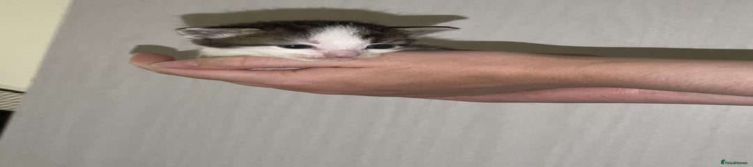 Mittens  