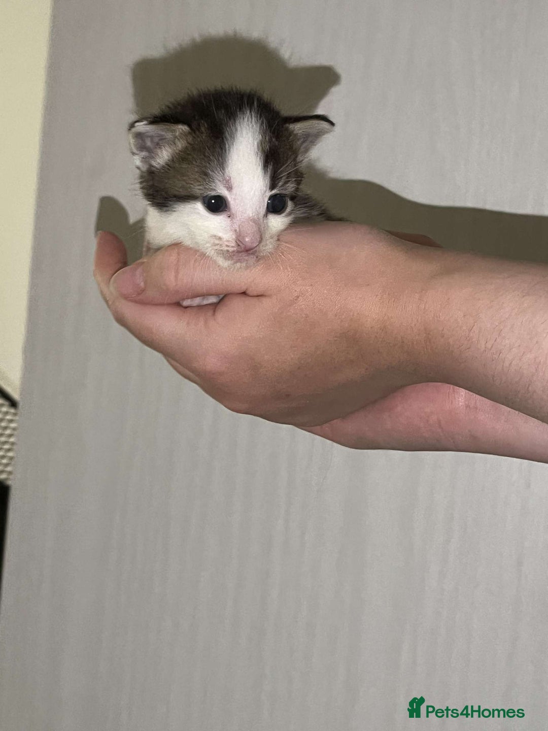 Mixed Breed cats for sale: Gorgeous kittens for sale  - Image 9