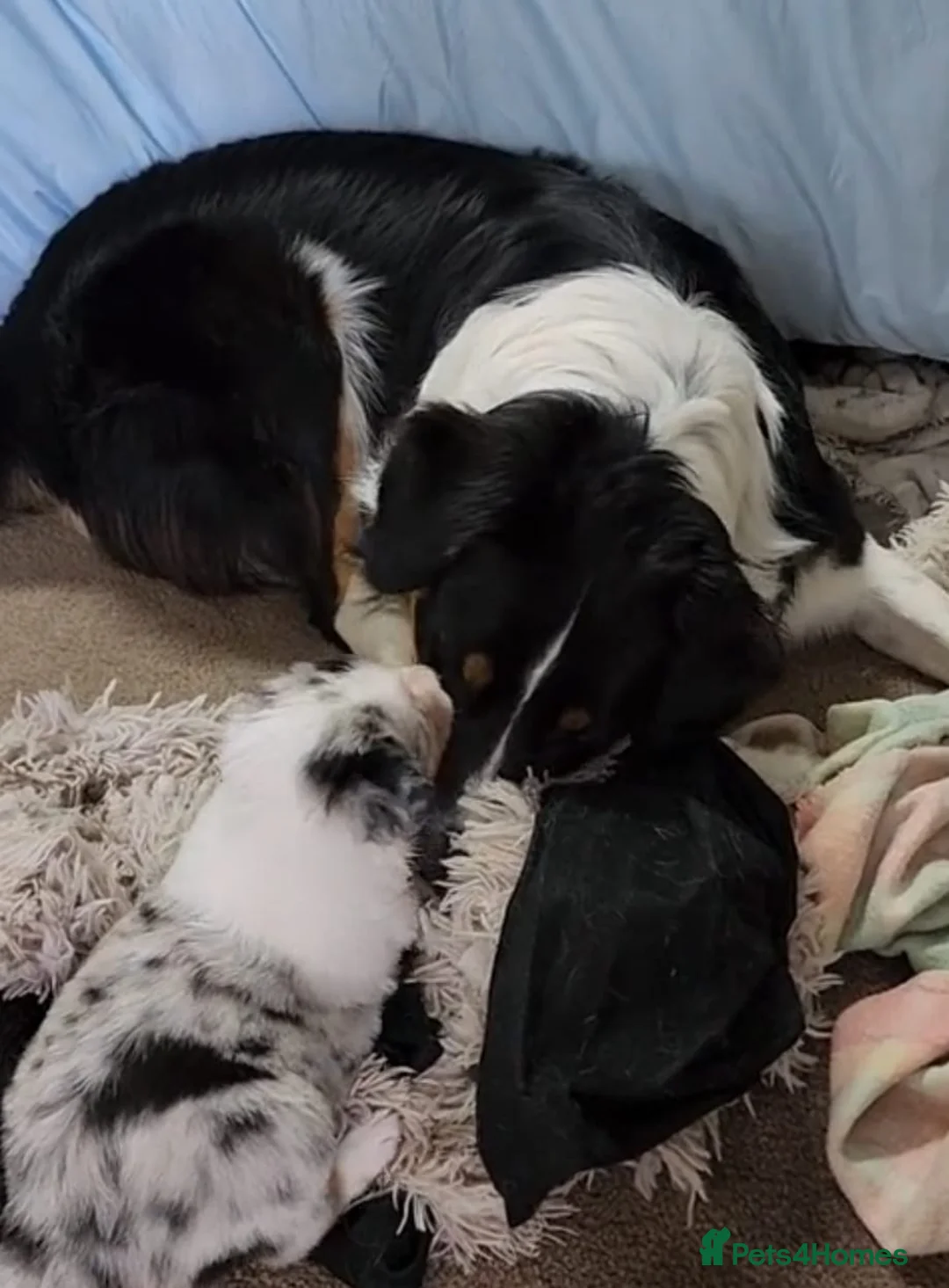 Border Collie dogs for sale: Border collie puppys - Advert 11